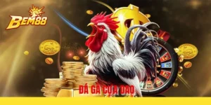 Đá gà cựa dao