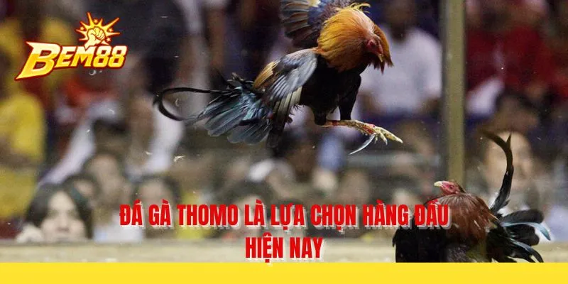 Đá gà Thomo là lựa chọn hàng đầu hiện nay