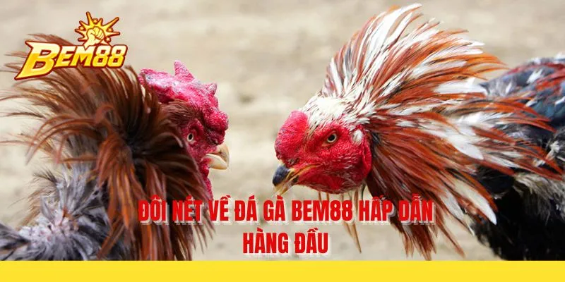 Đôi nét về đá gà BEM88 hấp dẫn hàng đầu