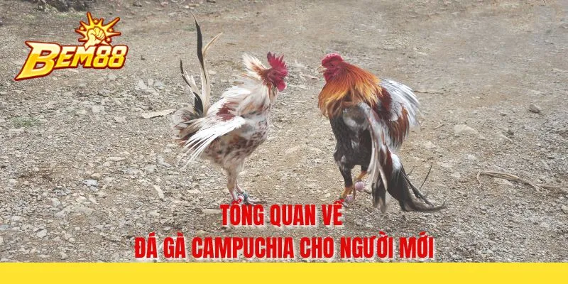 Tổng quan về đá gà campuchia cho người mới